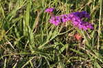 Tuberous vervain